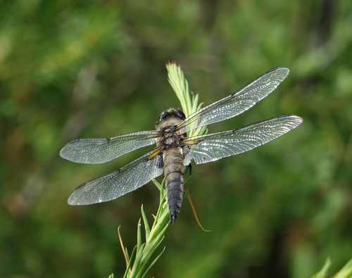 Four-spotted Skimmer