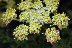 Lomatium dasycarpum dasycarpum