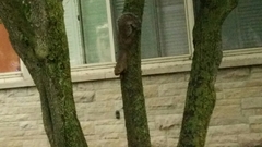 Sciurus carolinensis