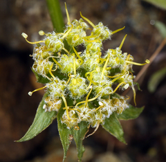 Lomatium dasycarpum dasycarpum