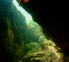 Acanthopagrus butcheri