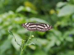 Phaedyma columella singa
