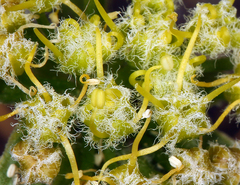 Lomatium dasycarpum dasycarpum
