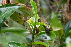 Ramphocelus flammigerus