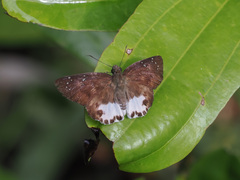 Tagiades ultra