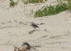 Epthianura albifrons