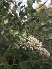 Escallonia