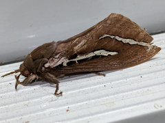 Abantiades latipennis