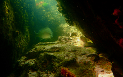 Acanthopagrus butcheri