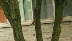 Sciurus carolinensis
