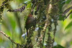 Cranioleuca erythrops