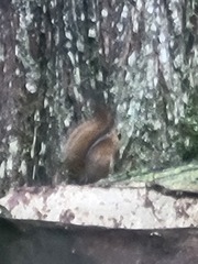 Sciurus granatensis