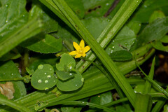 Hypoxis decumbens