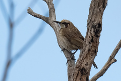 Gliciphila melanops