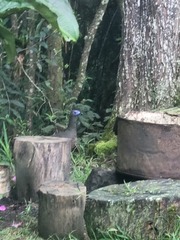 Chamaepetes goudotii