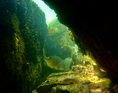 Acanthopagrus butcheri