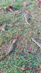 Caiman crocodilus crocodilus