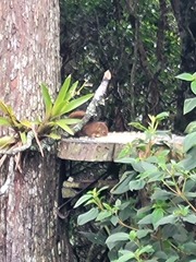 Sciurus granatensis
