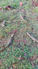 Caiman crocodilus crocodilus