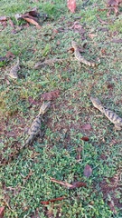 Caiman crocodilus crocodilus