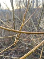 Salix lasiandra