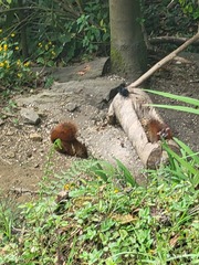 Sciurus granatensis