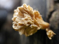 Xylaria flabelliformis