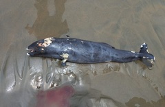 Phocoena spinipinnis