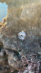 Anthopleura elegantissima