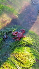 Taliepus nuttallii