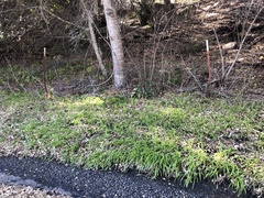 Allium triquetrum