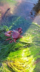 Taliepus nuttallii