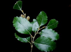 Nothofagus truncata