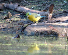 Passerina leclancherii