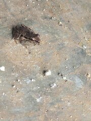 Serranobatrachus ruthveni