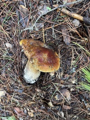 Boletus regineus