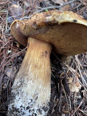 Boletus regineus