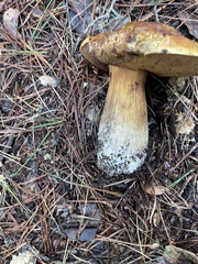 Boletus regineus
