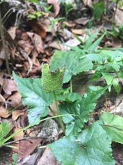 Dorstenia contrajerva