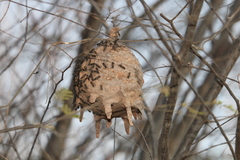 Polybia occidentalis bohemani