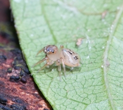 Colopsus longipalpis