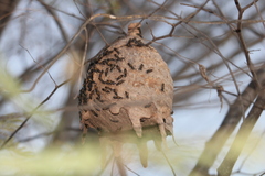 Polybia occidentalis bohemani
