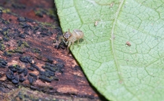 Colopsus longipalpis