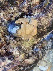 Hapalogaster cavicauda