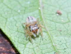 Colopsus longipalpis