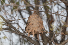 Polybia occidentalis bohemani