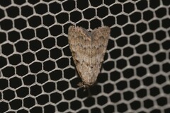 Nola desmotes