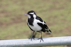 Magpie-Lark photo 2