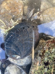 Haliotis cracherodii