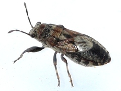 Phlegyas abbreviatus